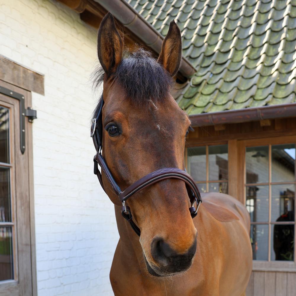 Head Collar Fancy | Dy'on | Durability — Image 3