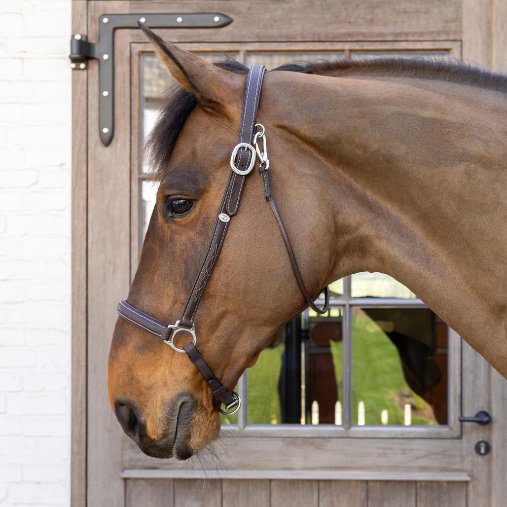 Grooming Halter | Dy'on | Adjustable — Image 3