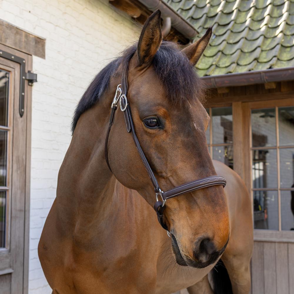 Grooming Halter | Dy'on | Adjustable — Image 4