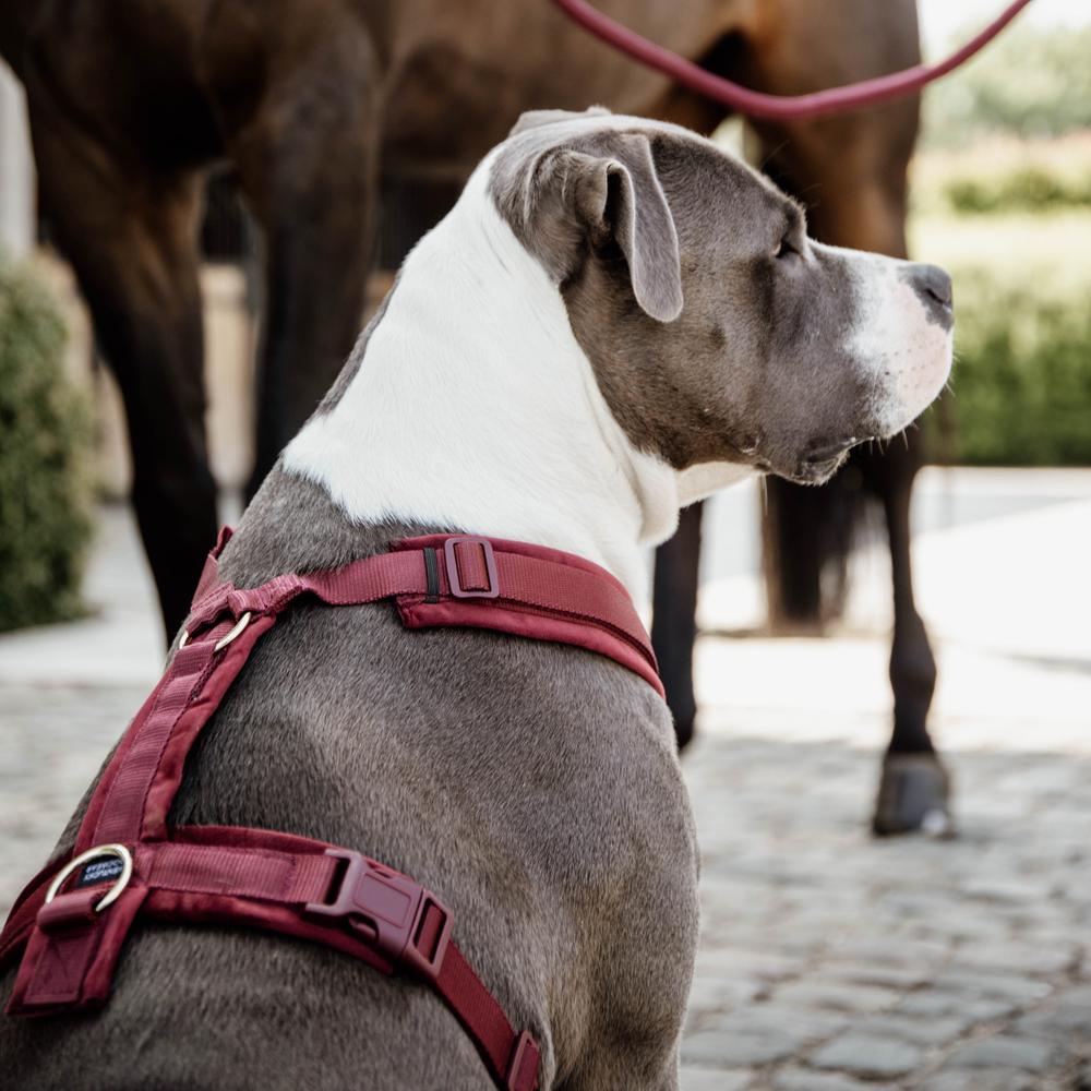 Dog Harness Active Velvet | Kentucky Dogwear | Comfort — Image 3