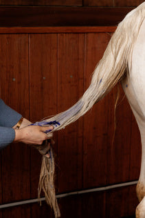 Kentucky Grooming Deluxe Almond Gloss Purple Shampoo