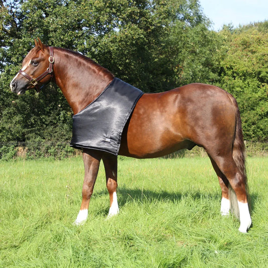 Brown horse wearing a black bib in a grassy field with trees in the background