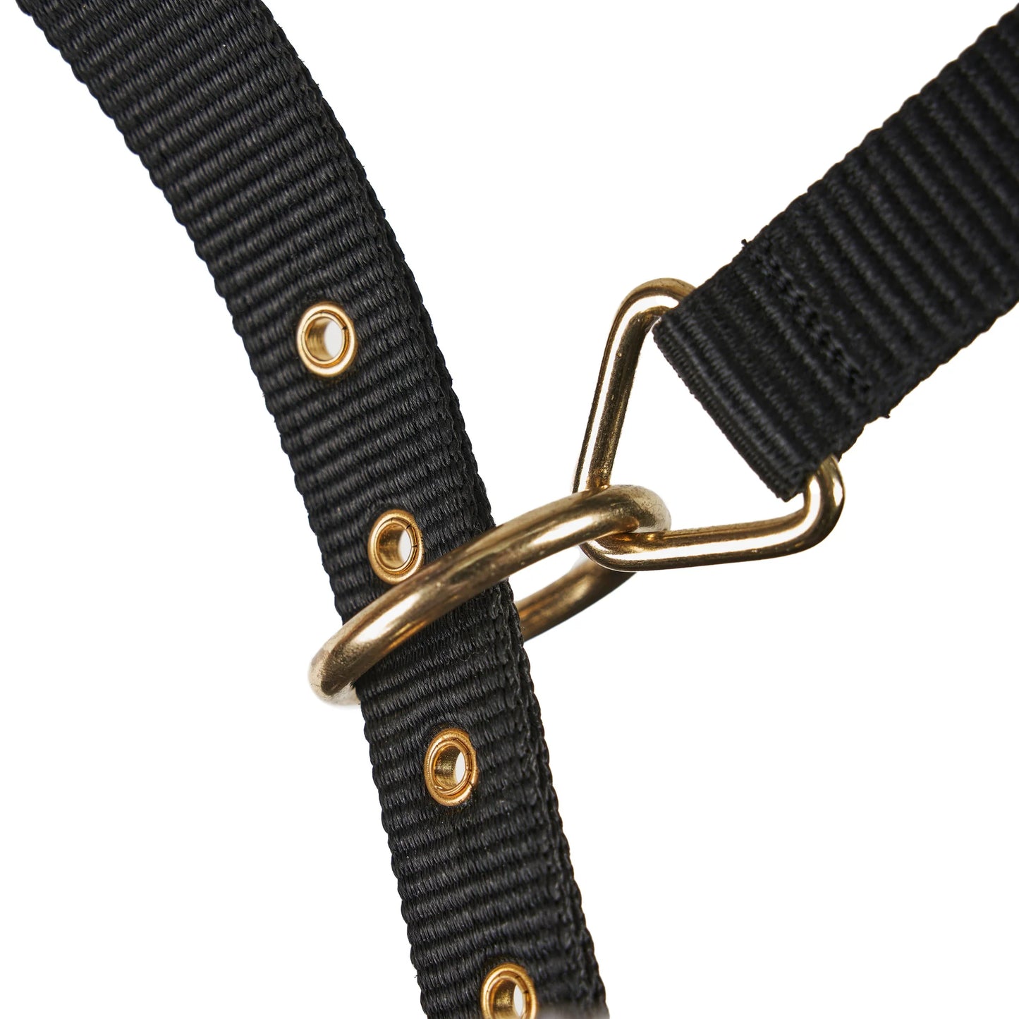 Close up of metal hardware on a black headcollar