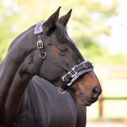 Dark brown horse wearing a black fluffy cavesson on a blurred outside background