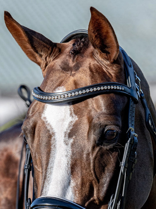 Horse wearing a black browband with crystals