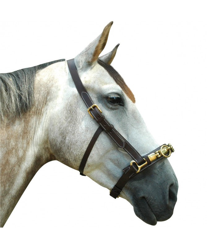 Horse wearing a cavesson on a white background