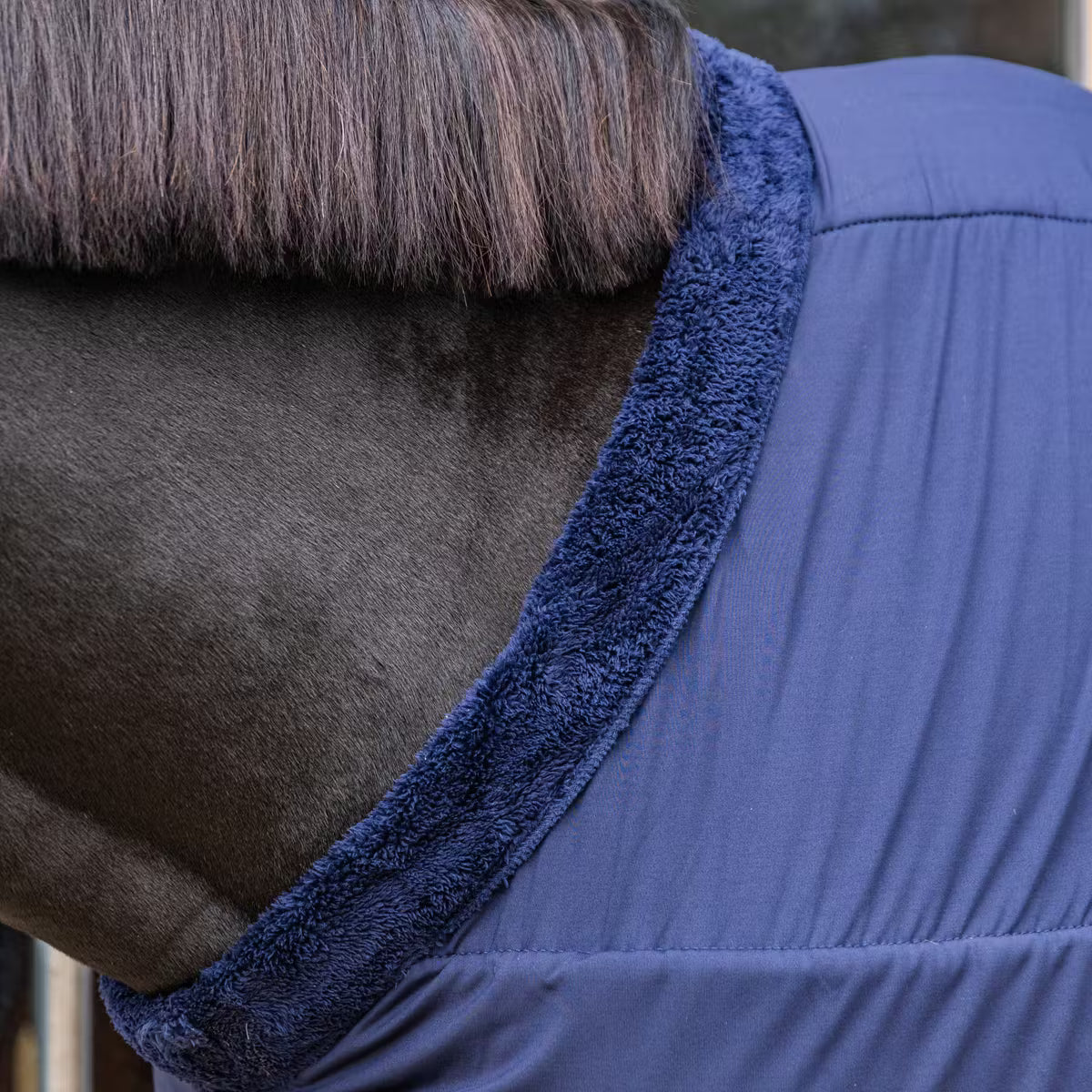 Close-up of a horse wearing a blue blanket with a textured trim.