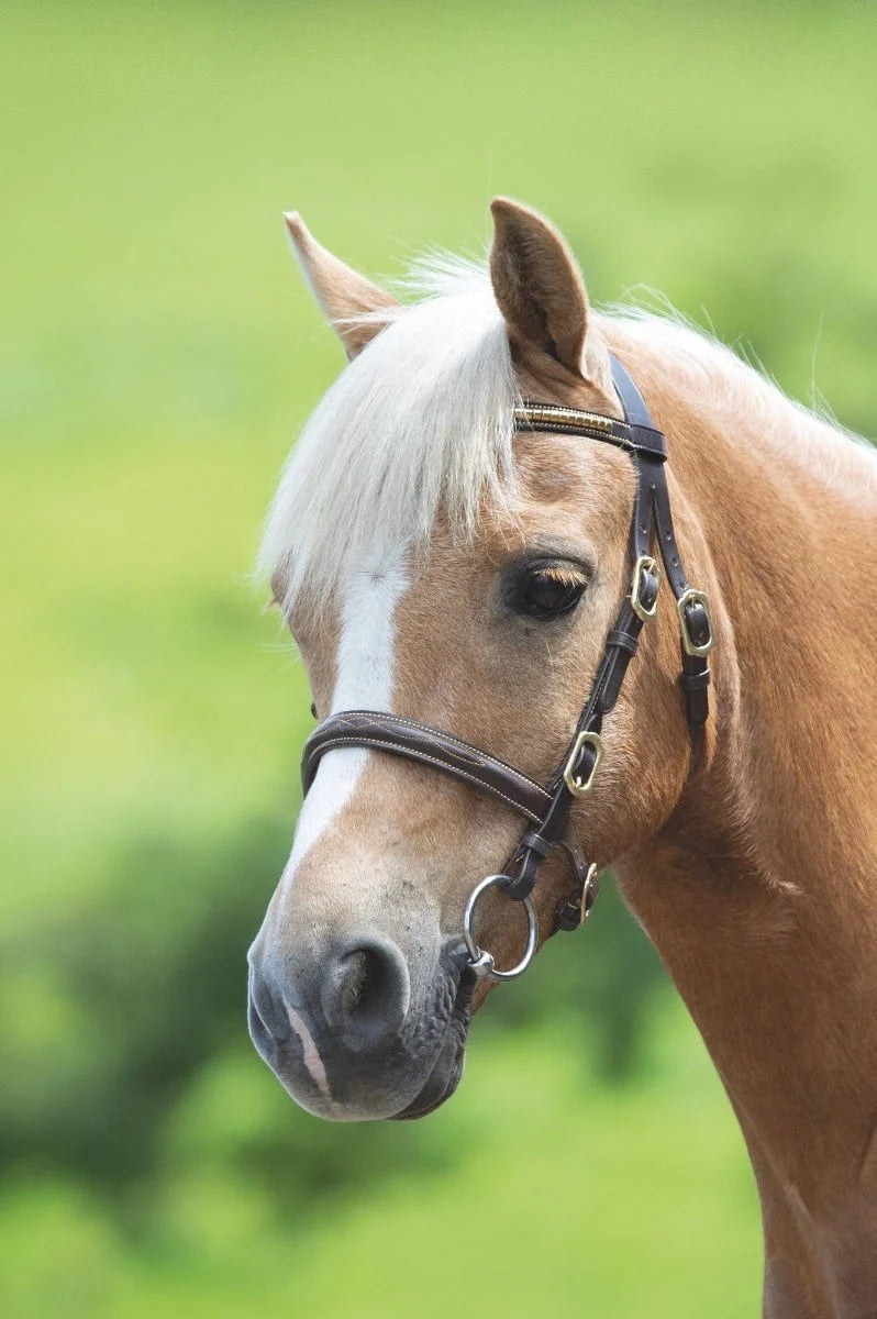 Pony wearing a bridle on a green blurred background