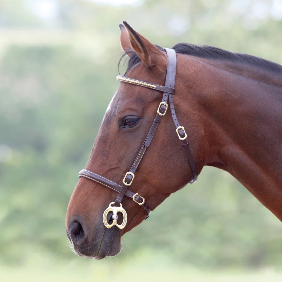 Brown horse wearing a bridle with gold accents against a blurred green background