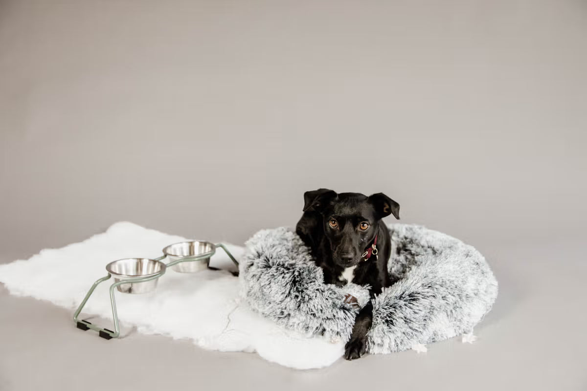 Black dog lying on a fluffy white blanket with a gray background