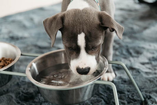 Puppy drinking water from a metal bowl on a textured surface