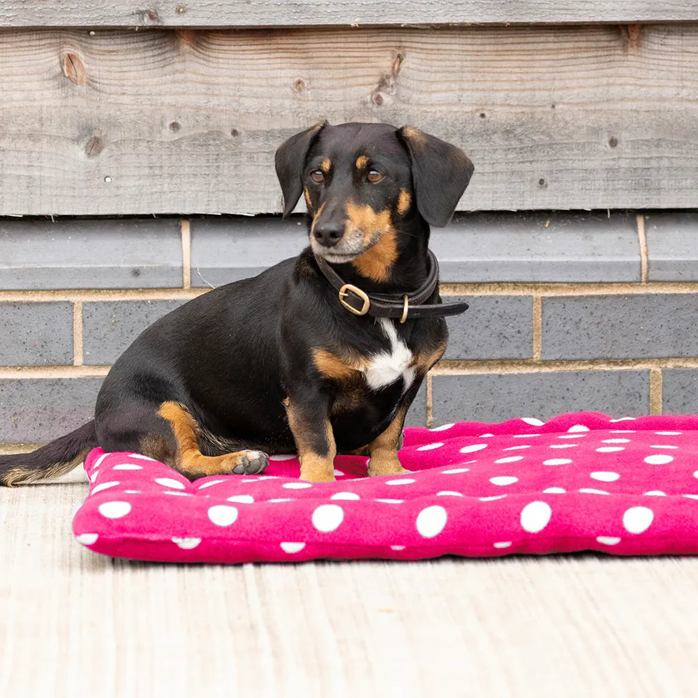 Dog sitting on a pink polka dot mat against a wooden and brick wall.
