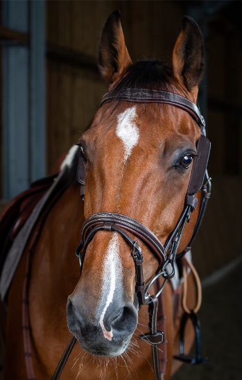 A brown horse wearing brown leather blinkers with a velcro closure.