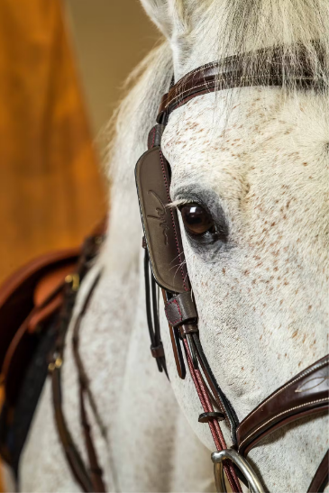 grey horse wearing blinkers with Velcro close