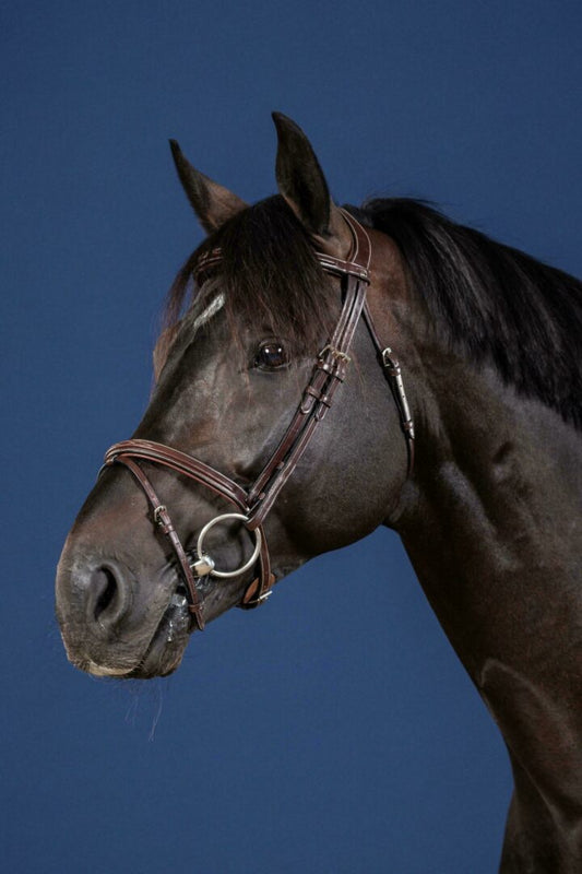 A brown horse fitted with a brown Dy'on flash noseband bridle from the US collection, featuring stainless-steel buckles and a traditional design.