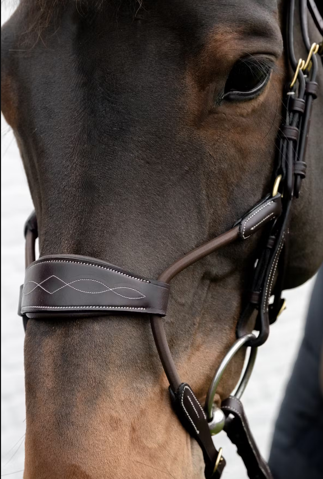 Close-up of a horse wearing a bridle with a blurred background