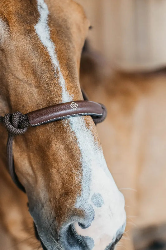 brown training halter on a bay horse standing in a barn