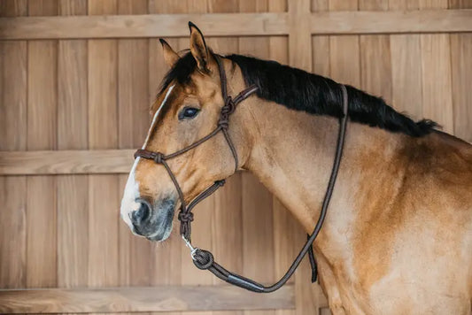 A brown horse wearing a brown training halter with leather accents, standing inside a barn.