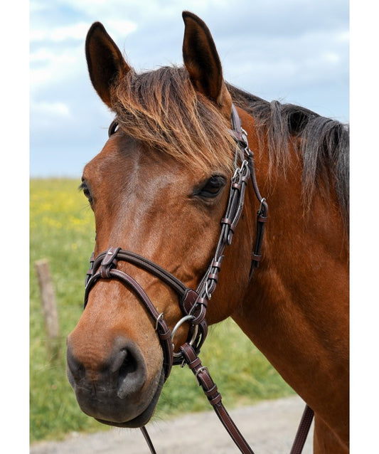 A close-up of a brown horse wearing a dark brown leather bridle with silver metal hardware, set against a blurred outdoor background of green grass and a blue sky.