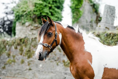 A brown and white pinto horse wearing a black leather halter with silver buckles, standing outdoors against a blurred background of stone walls and green foliage.