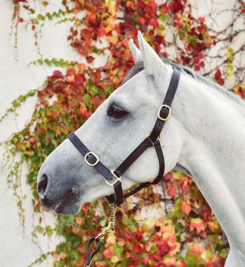 A close-up side profile of a light gray horse wearing a dark brown leather halter with gold-tone hardware, set against a background of red and green autumn ivy on a white wall.