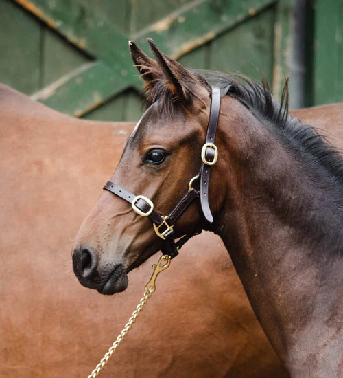 Horse wearing a bridle with a gold chain in front of a green fence.