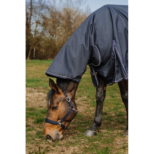Horse wearing a dark gray rug in an outdoor setting