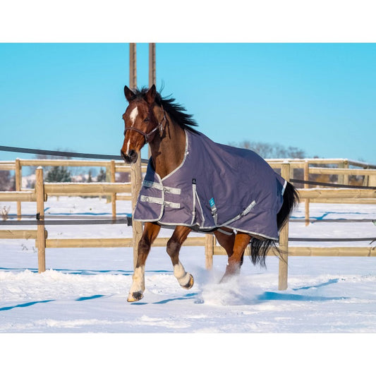 Horse wearing a purple blanket walking on a snowy field with a wooden fence in the background.