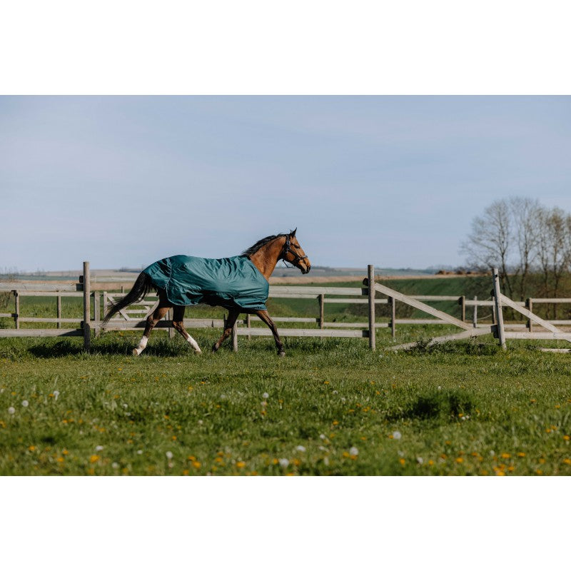 Bay horse trotting around a green field