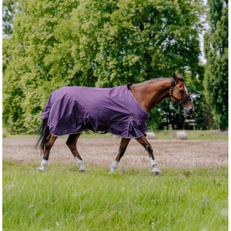 A brown horse walking in a grassy field wearing a purple horse blanket, with trees in the background.