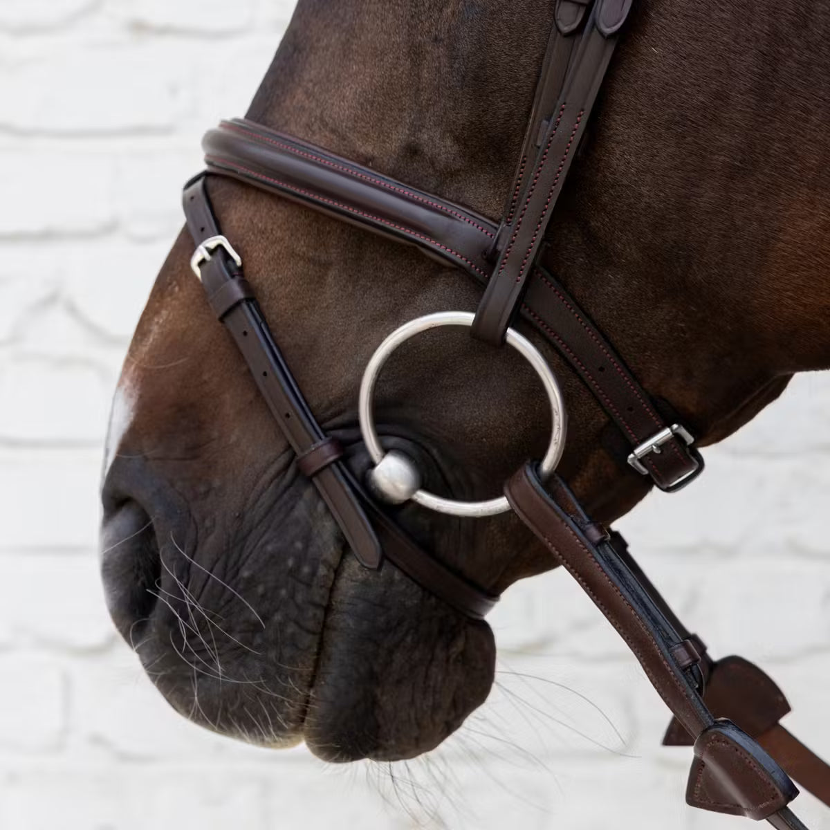 Close-up of a horse's head wearing a bridle on a light background