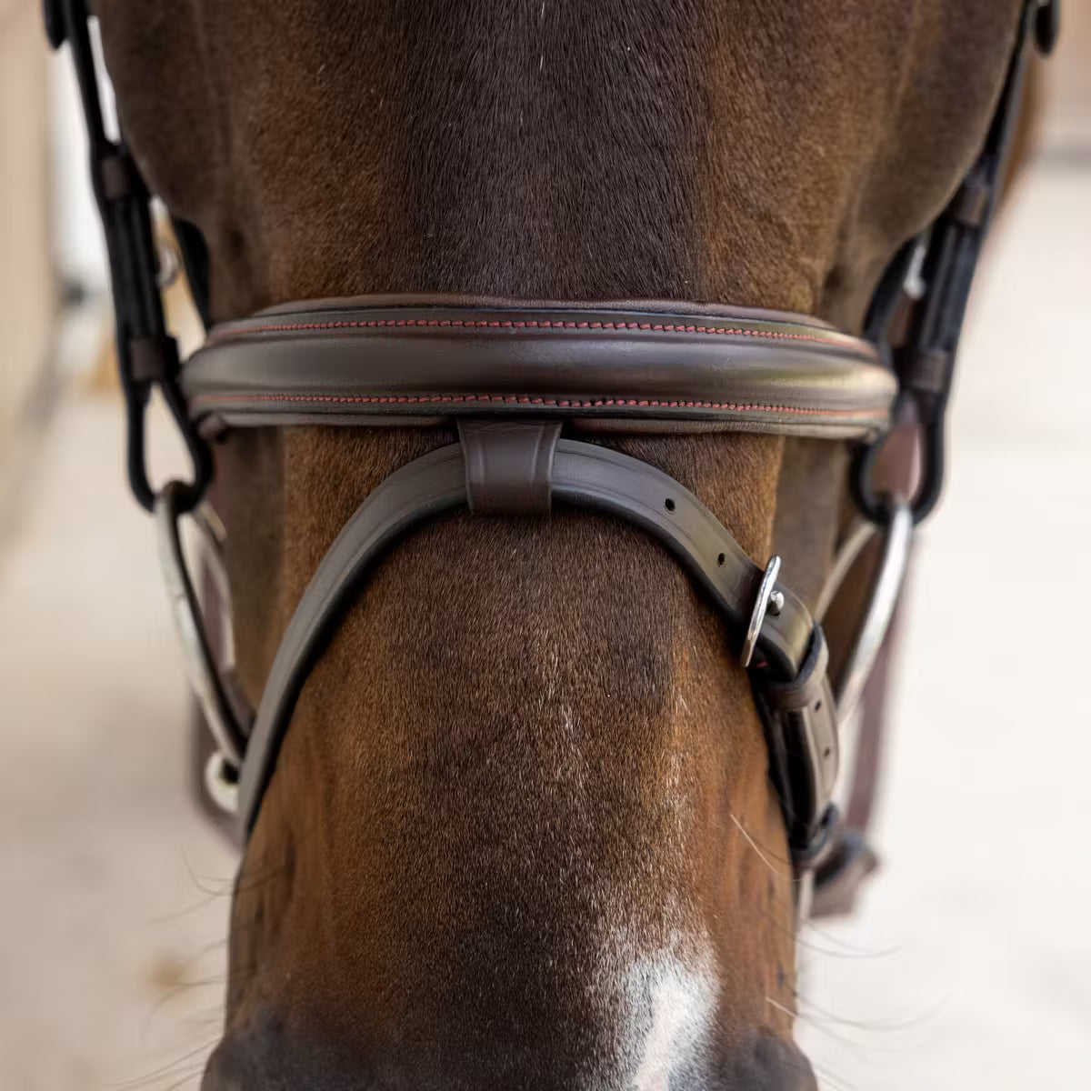 Close-up of a horse wearing a bridle with a blurred background