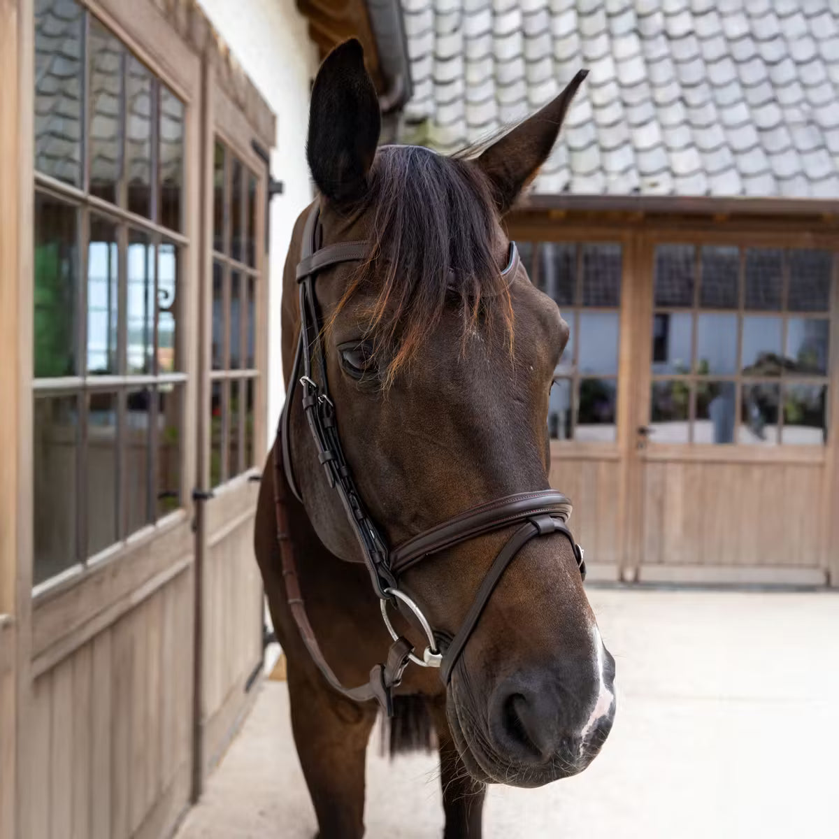 Brown horse with a bridle standing in front of a wooden stable.