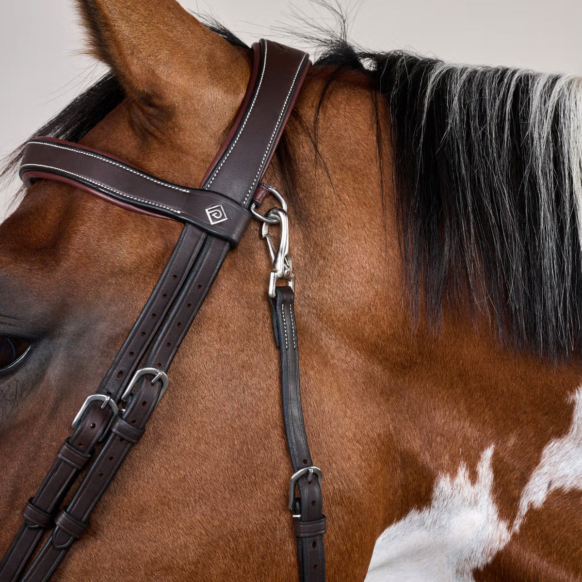 Close-up of a horse wearing a bridle with a plain background