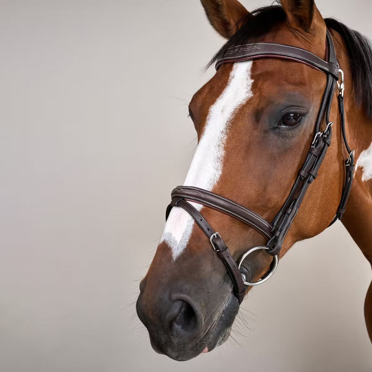 Close-up of a horse wearing a bridle on a plain background