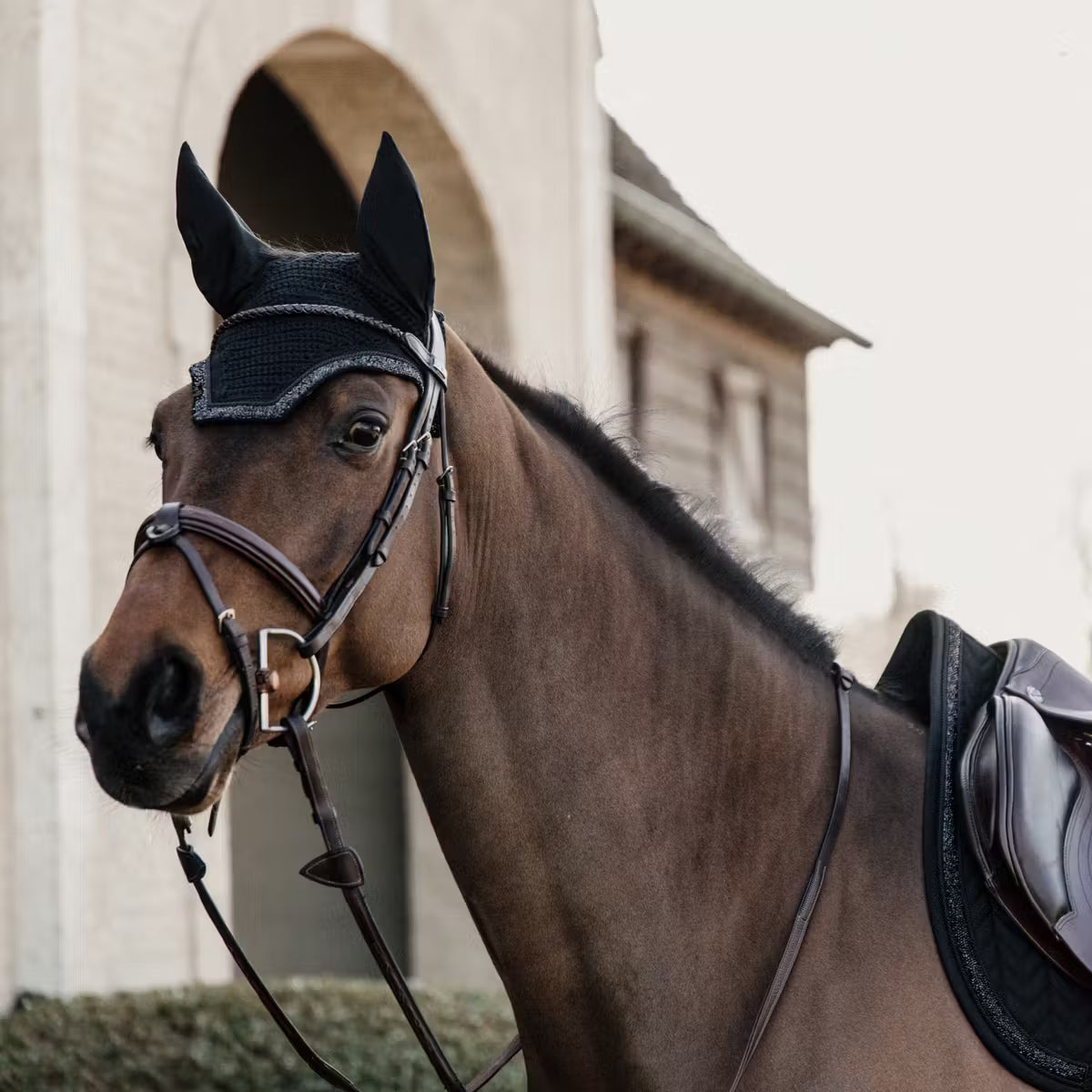 Horse wearing a black fly veil on a blurred background