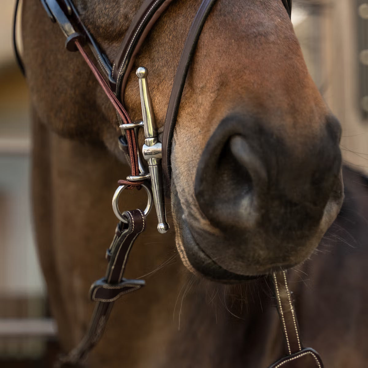Close-up of a horse's nose with a bridle