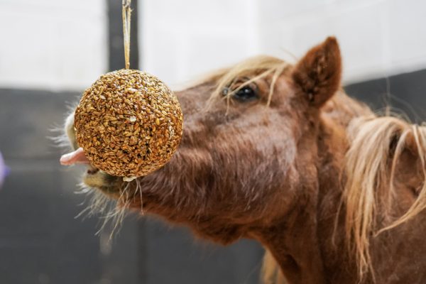 Horse interacting with a gold ball-shaped treat