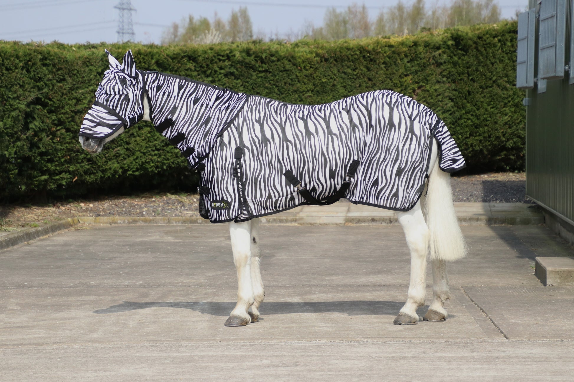 Horse wearing a zebra-patterned rug on a wooden floor with greenery in the background