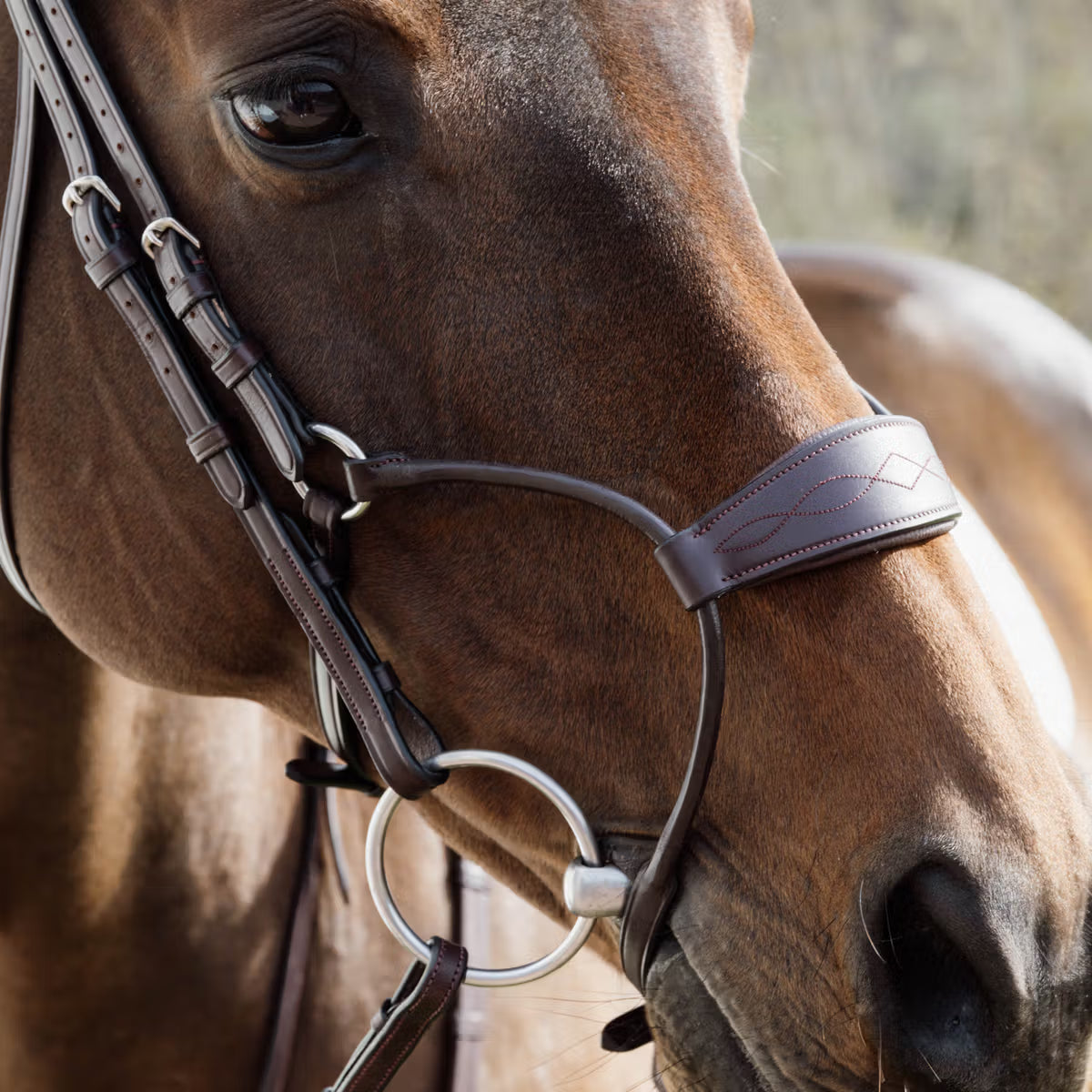 Close-up of a horse wearing a bridle with a blurred natural background