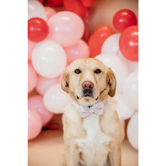 Boomerang Equestrian - Kentucky Bow Tie Soft Rose