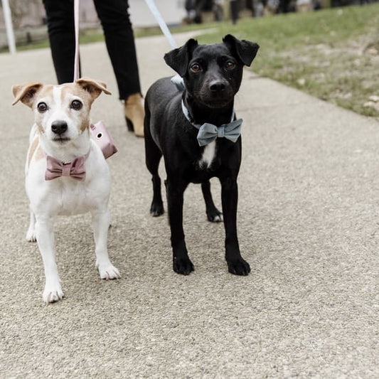Boomerang Equestrian - Kentucky Bow Tie Velvet Light Blue