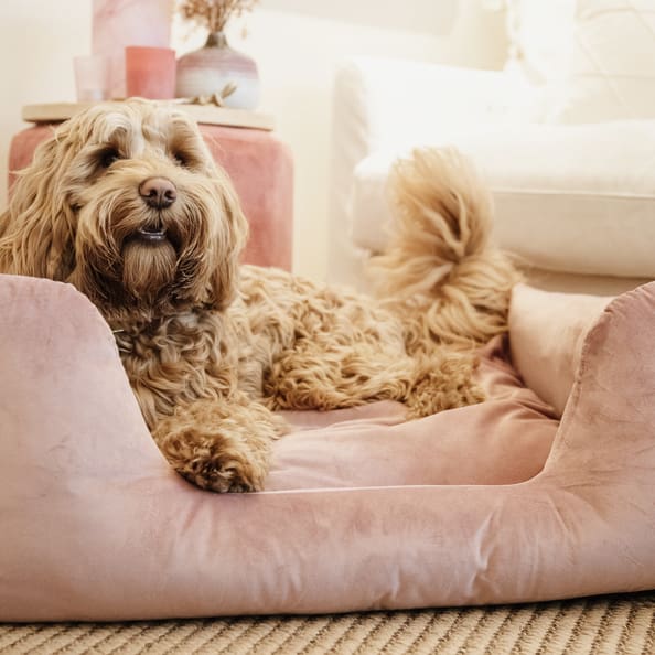 Kentucky Dog Bed Igloo