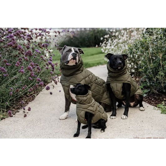 Boomerang Equestrian - Kentucky Dog Coat Winter Pina Pine Green