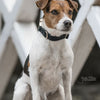 Kentucky Dog Collar Corduroy Black - Dog Collar
