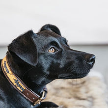  Kentucky Dog Collar Handmade Pearls Orange - Dog Collar