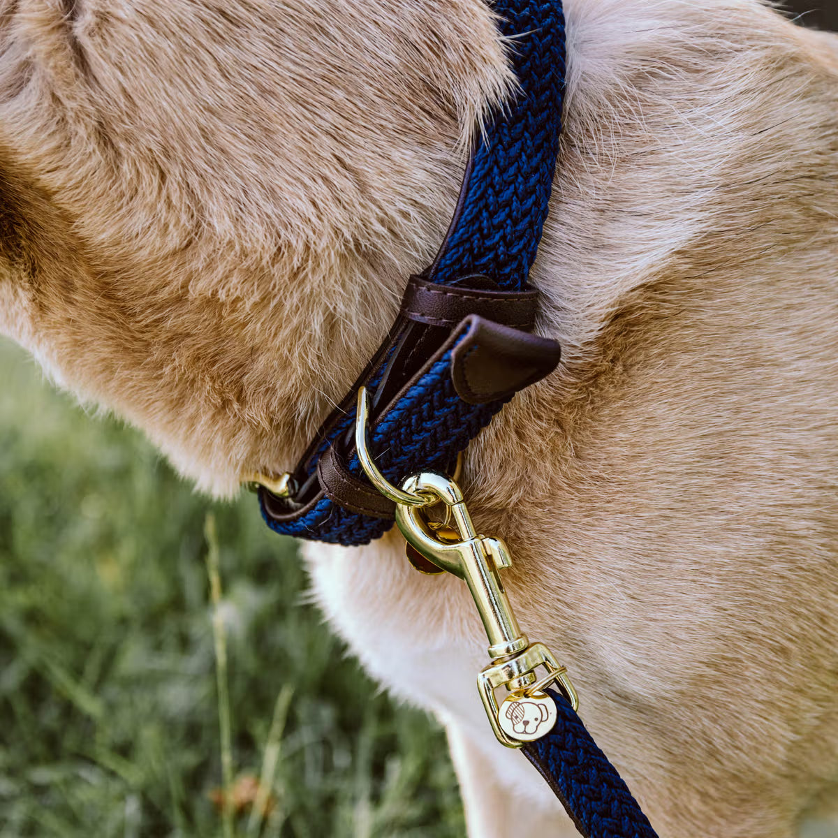Close-up of a dog wearing a blue and brown collar with a gold clasp against a blurred grassy background.