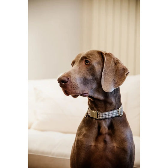 Kentucky Dog Collar Pied De Poule Beige - Dog Collar