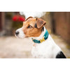 Kentucky Dog Collar Velvet Emerald - Dog Collar