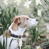 Kentucky Dog Collar Velvet Leather Brown - Animals & Pet Supplies